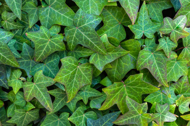 istock Lush Green Ivy Leaves Forming Dense Natural Wall Background 2169751508