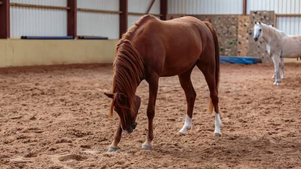 istock Young Arabian Horse Sniffing Sand. 2169752963