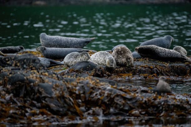istock Sea lion rookery on the rocks 2169753033