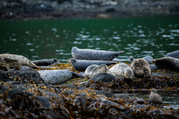 istock Sea lion rookery on the rocks 2169753952