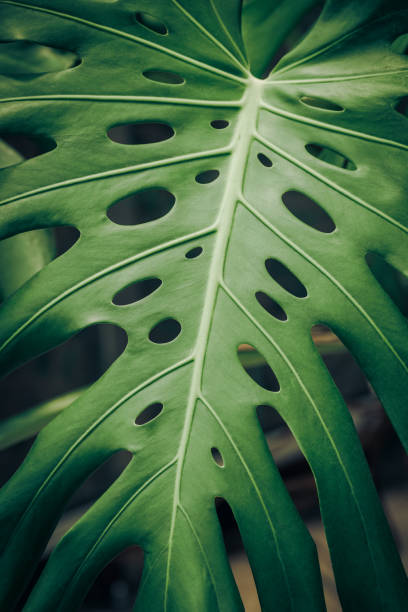 istock Giant Green Monstera Leaf. Beautiful green texture 2169754171