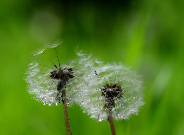 istock Macro photo of a dandelion 2169754237