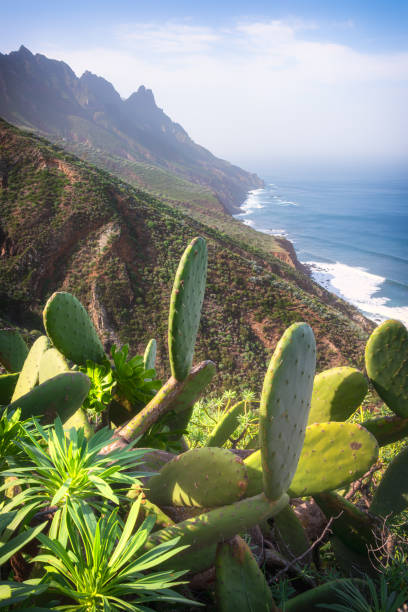 istock Beautiful ocean coastline with cactus in foreground, Tenerife 2169755258