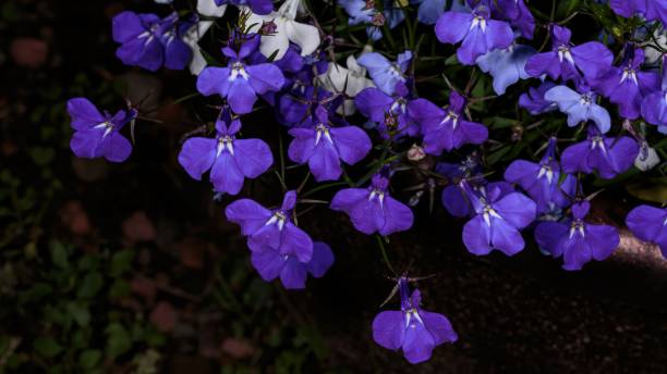 istock Lobelia Erinus Plant. 2169755532