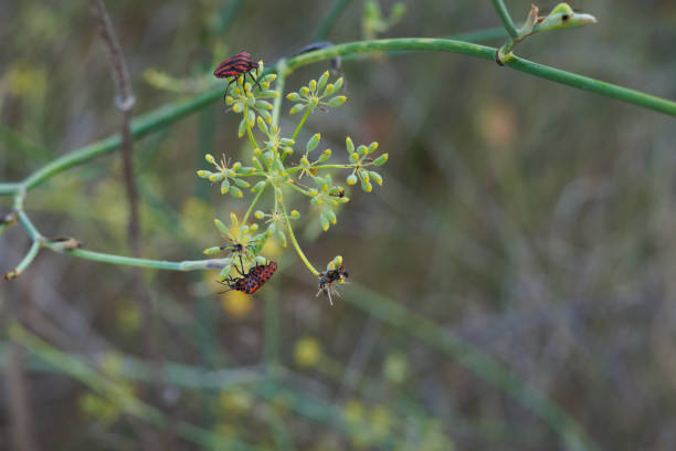 istock Graphosoma lineatum bug in its habitat, fennel plant (Foeniculum vulgare) 2169756261