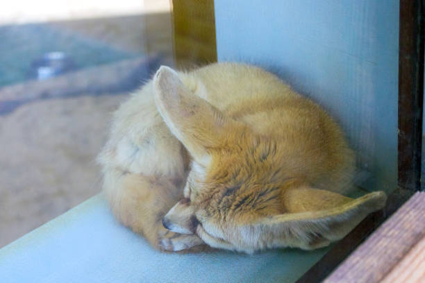 The fox is found in the deserts and semi-deserts of The Sinai Peninsula in North Africa and Asia,Its two large ears are its distinctive mark.