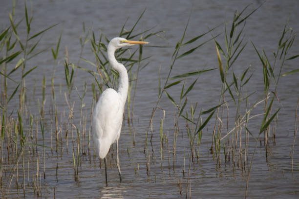 istock Eastern great egret in wetland pond 2169757725