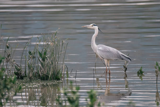 istock Grey heron in wetland pond 2169757727