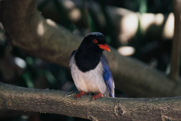 A vibrant and intelligent bird found in South Asia. Known for its striking blue plumage, long tail, and bright red bill, it's a common sight in forests, gardens, and parks. The Red-billed Blue Magpie is a social creature, often seen in groups and known for its raucous calls and playful behavior.