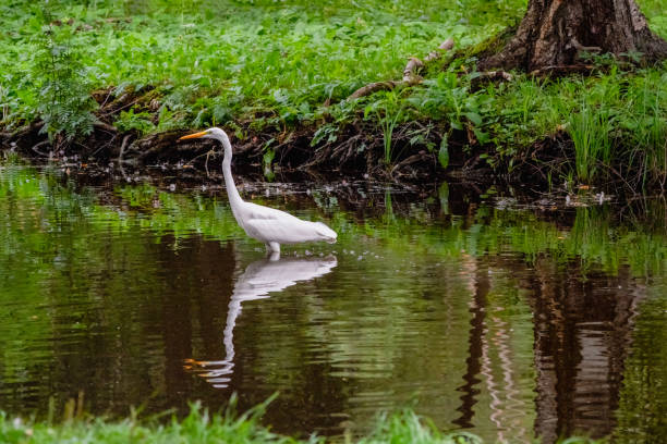 istock Beautiful elegant white heron poses on a pond. 2169757972