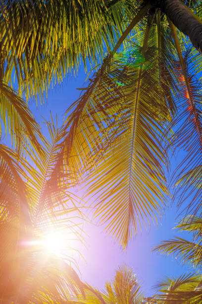 istock Tropical palm tree with sun light on sky background. Beautiful natural exotic view 2169759027