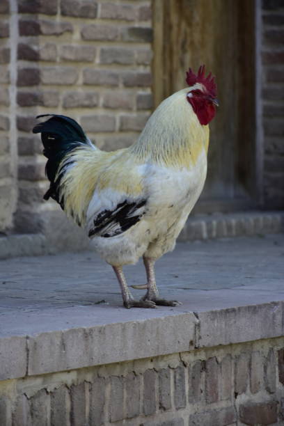 Saraye Sa'd-o-Saltaneh Qazvin Iran