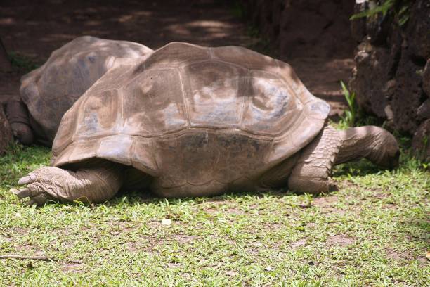 istock Tortoise, Chelonoidis nigra Complex, Chamarel, Mauritius Island 2169759328