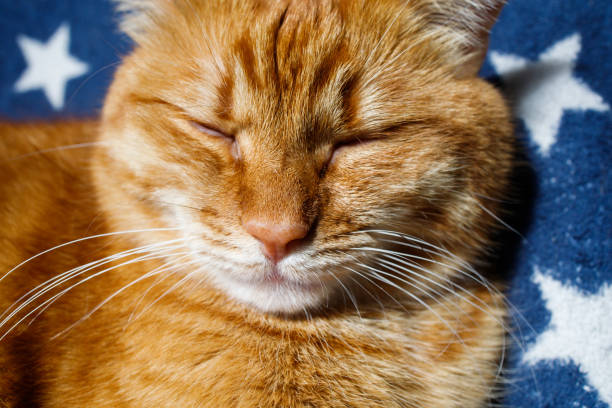 istock Cute ginger cat sleeping close up portrait 2169760444