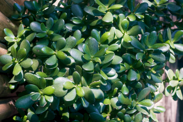 lush green jade plant at a plant nursery in Sonanda, Darjeeling, West Bengal beautiful, deep green coloured thick, oval, and fleshy leaves of Jade plant (Crassula ovata), a shrub like succulent plant native to South Africa. An excellent indoor plant that is easy to care. jade plant stock pictures, royalty-free photos & images