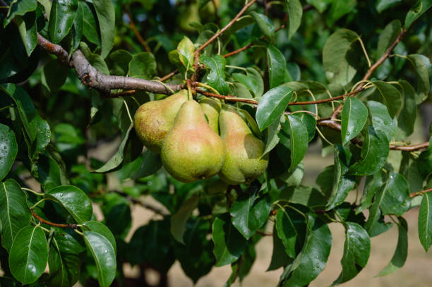 istock Garden fresh pears on a branch 2169763223
