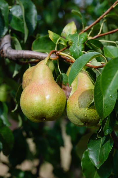 istock Garden fresh pears on a branch 2169763228