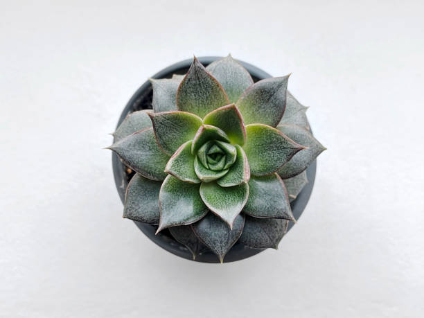 istock small cactus growing in a pot top view 2169763908