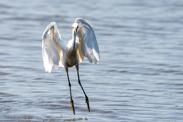 istock Great egret lading in water with spread wings 2169764475