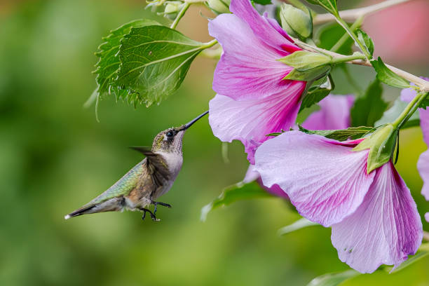 istock Hummingbird in flight feeding from pink flowers 2169764490