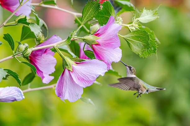 Hummingbird in flight feeding from pink flowers