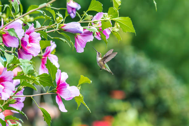 istock Hummingbird in flight feeding from pink flowers 2169764495