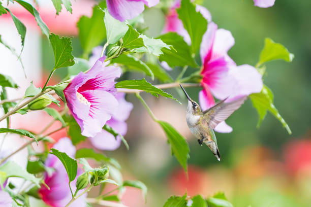 istock Hummingbird in flight feeding from pink flowers 2169764513