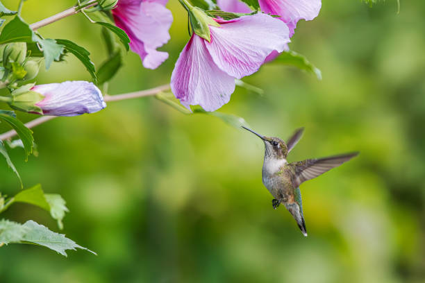 istock Hummingbird in flight feeding from pink flowers 2169764515