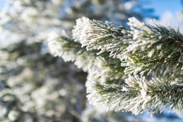 istock Closeup of pine tree branch in snow 2169765641