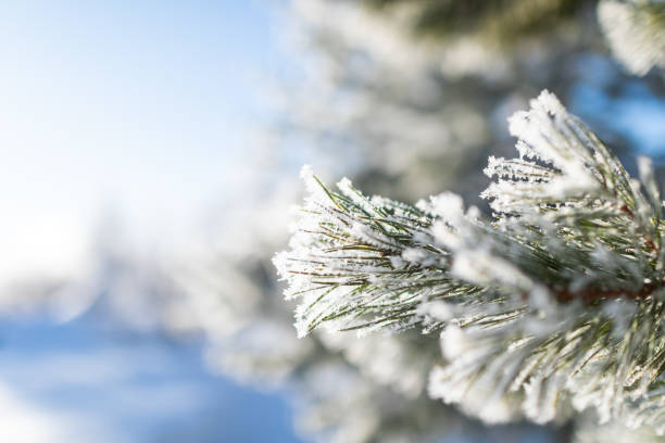 Closeup of pine tree branch