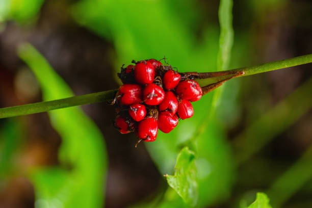 istock Red Wild Berries Close-Up in Borneo 2169767353
