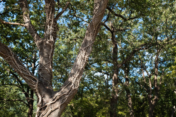 istock Forest landscape. Summer fairy forest with bright sunny rays shining through the trees for publication, poster, calendar, screensaver, wallpaper, post, banner, cover. High quality photo 2169768496