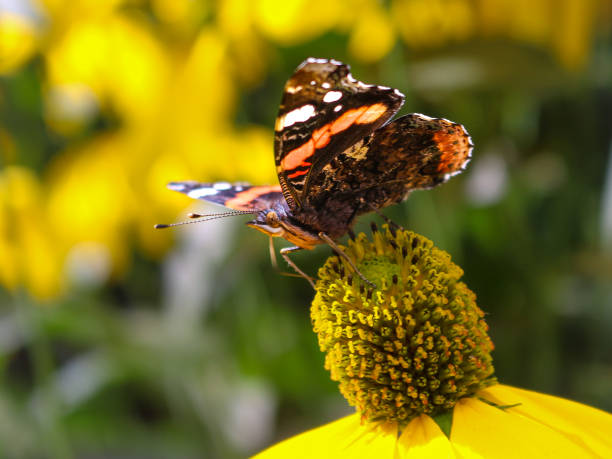 Butterfly sitting on a bright yellow flower close up. Detailed wing design with antennas, legs, and body on show. Sitting on a flower with detailed pollen structure.