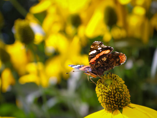 Butterfly sitting on a bright yellow flower close up. Detailed wing design with antennas, legs, and body on show. Sitting on a flower with detailed pollen structure.