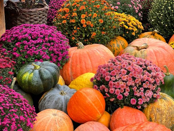 ripe pumpkin harvest, near the wicker basket