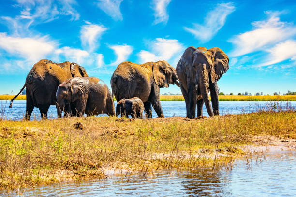 istock Herds of thousands of elephants 2169772759