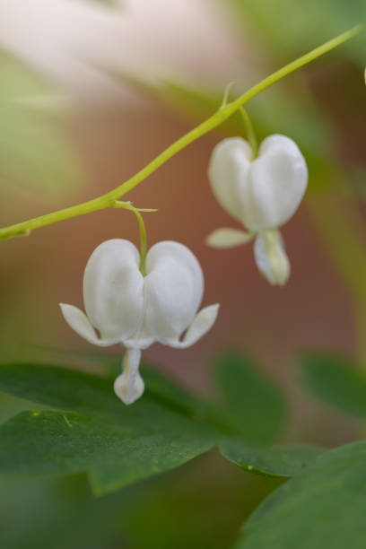 A stem of white Bleeding Heart flowers {dicentra) in a Cape Cod garden