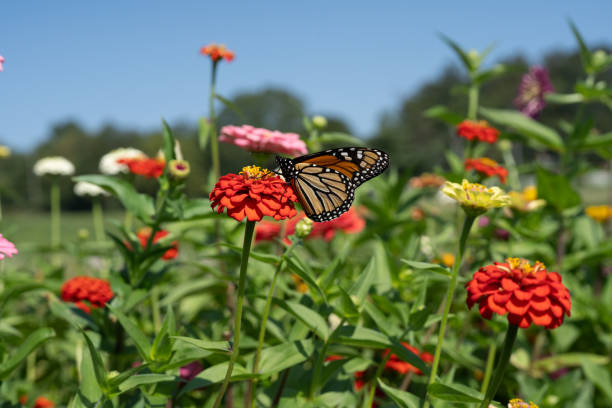 istock Monarch Butterfly in Garden 2169774410