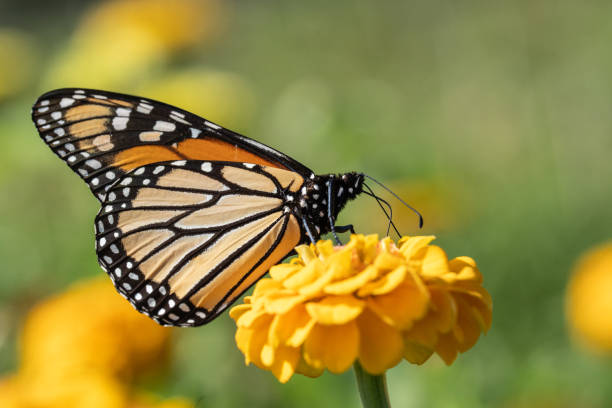 istock Monarch Butterfly on Yellow Zinnia 2169774414
