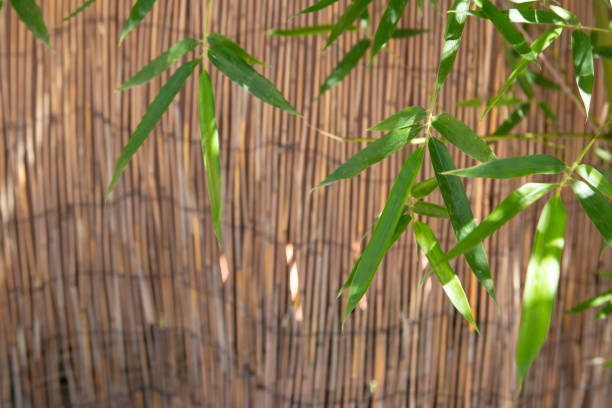 istock Dry sedge or cane straws wall with sun lit bamboo leaves, abstract asian backdrop 2169776424