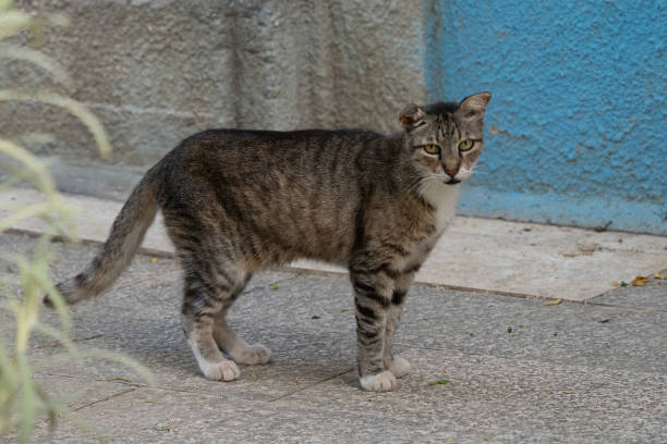 istock A Gray Tabby Alley Cat 2169776573