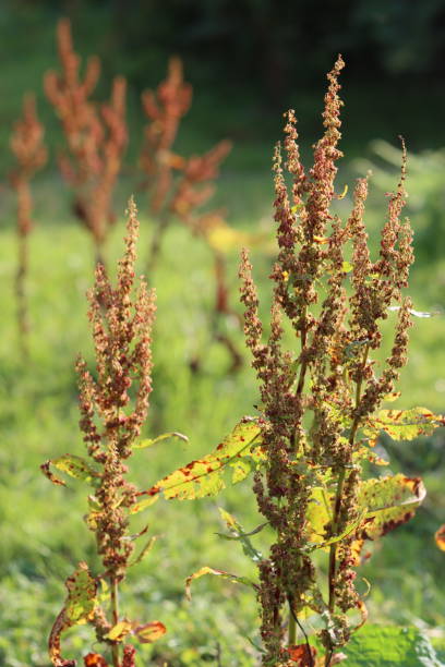 istock Broad leaved dock seed heads in a meadow 2169785063