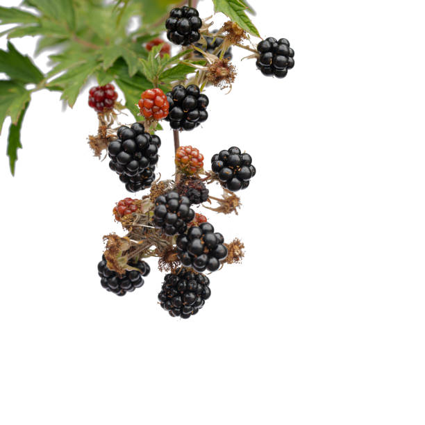 istock ripe blackberries on a white background 2169786354