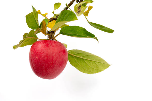istock tree branch with a red apple and green leaves on a white background 2169786359