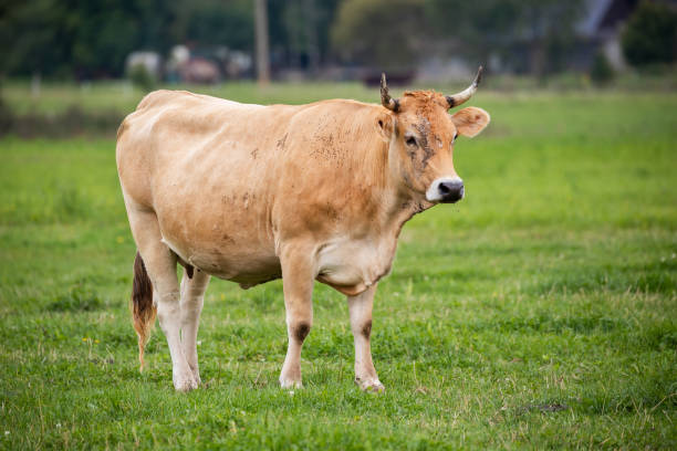 istock A tan cow with short horns standing on a lush pasture, looking directly at the camera. 2169786554