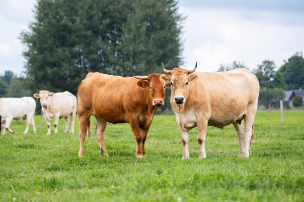 istock Two cows standing side by side in a field, one tan and one brown, both looking towards the camera. 2169786571