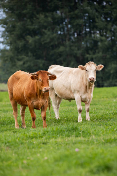istock Two cows, one brown and one white, grazing peacefully on a green field, showcasing diversity on an organic farm. 2169786573