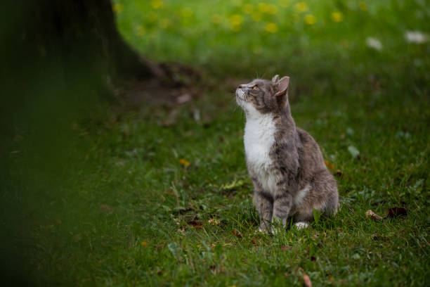 close-up of a grey cat sitting on the grass, looking up with a curious expression, surrounded by a natural green background