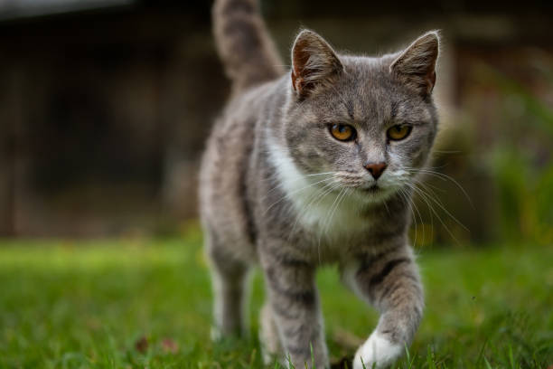 A grey cat walking confidently on green grass, focusing forward, with a blurred dark background.