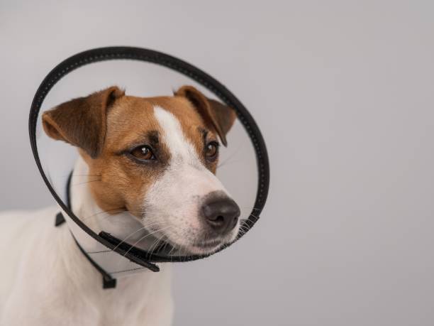 istock Jack Russell Terrier dog in plastic cone after surgery. Copy space. 2169789608